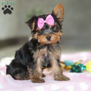 Bella, Yorkie Puppy